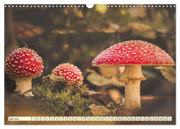 Produktbild: Die Welt der Fliegenpilze (Wandkalender 2026 DIN A3 quer), CALVENDO Monatskalender