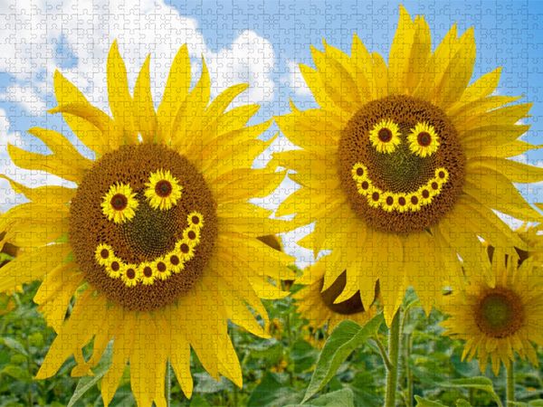 Produktbild: CALVENDO Puzzle Zwei fr&ouml;hliche Sonnenblumen | 1000 Teile Lege-Gr&ouml;&szlig;e 64x48cm Foto-Puzzle f&uuml;r gl&uuml;ckliche Stunden