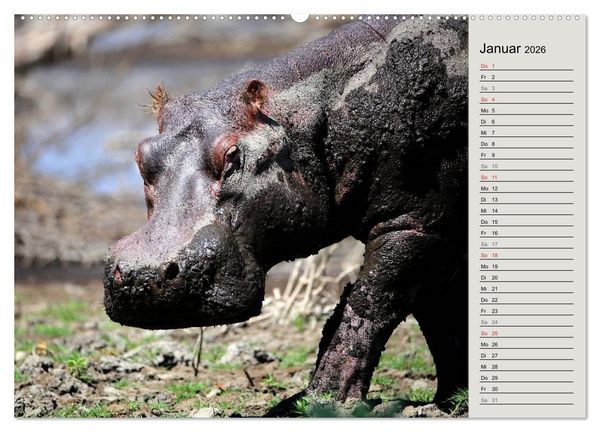Produktbild: Hippos - Begegnungen in Afrika (hochwertiger Premium Wandkalender 2026 DIN A2 quer), Kunstdruck in Hochglanz