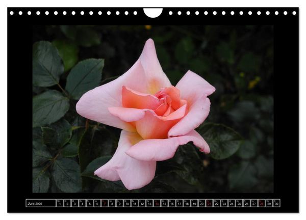 Produktbild: Im Duft der Rosen (Wandkalender 2026 DIN A4 quer), CALVENDO Monatskalender