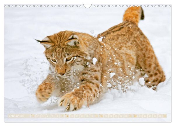 Produktbild: Dem Luchs auf der Spur (Wandkalender 2026 DIN A3 quer), CALVENDO Monatskalender