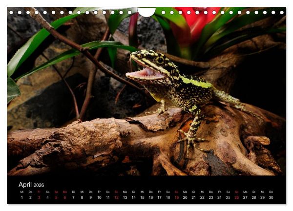 Produktbild: REPTILIEN IM TERRARIUM (Wandkalender 2026 DIN A4 quer), CALVENDO Monatskalender