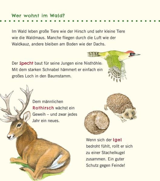 Produktbild: Unkaputtbar: Erstes Wissen: Im Wald