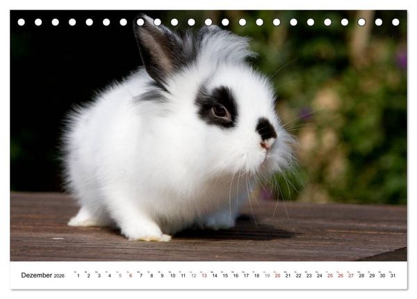 Produktbild: Kaninchen - knuddelige Hausgenossen (Tischkalender 2026 DIN A5 quer), CALVENDO Monatskalender