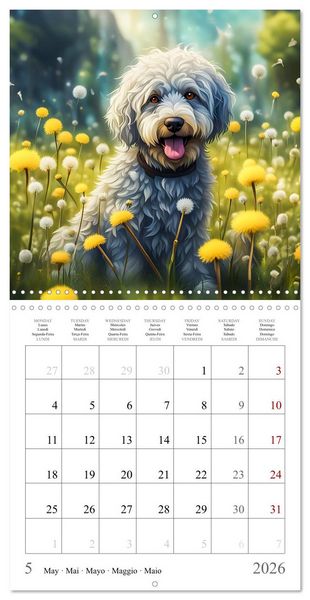 Produktbild: Hi, I am an Aussiedoodle (Wall Calendar 2026 12 &times; 12 Inch) CALVENDO 12 Month Wall Calendar