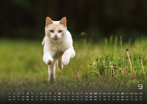 Produktbild: Miau - Unsere Stubentiger - Der Katzenkalender - 2027 - Kalender DIN A2