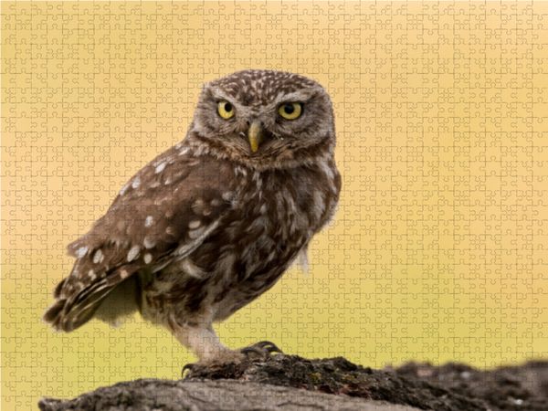 Produktbild: CALVENDO Puzzle Steinkauz 1000 Teile Lege-Gr&ouml;&szlig;e 64 x 48 cm Foto-Puzzle Bild von Gerhard K&auml;fer