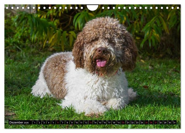 Produktbild: Lagotto Romagnolo - Italienischer Tr&uuml;ffelhund (Wandkalender 2026 DIN A4 quer), CALVENDO Monatskalender