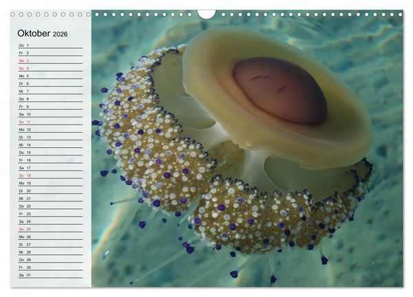 Produktbild: Quallen. Die Welt der Medusen (Wandkalender 2026 DIN A3 quer), CALVENDO Monatskalender