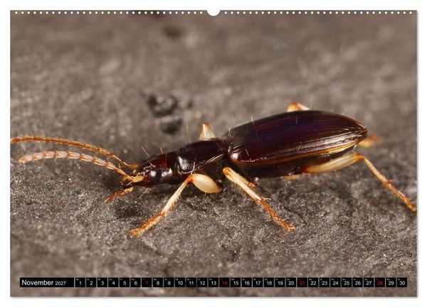 Produktbild: LAUFK&Auml;FER - CARABIDAE (Wandkalender 2027 DIN A2 quer), CALVENDO Monatskalender