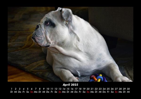 Produktbild: Hundezauber 2025 Fotokalender DIN A3