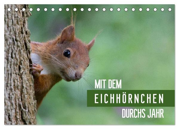 Mit dem Eichhörnchen durchs Jahr (Tischkalender 2026 DIN A5 quer), CALVENDO Monatskalender