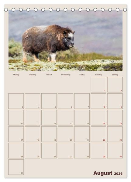 Produktbild: Moschusochsen - Norwegens gem&uuml;tliche Riesen (Tischkalender 2026 DIN A5 hoch), CALVENDO Monatskalender