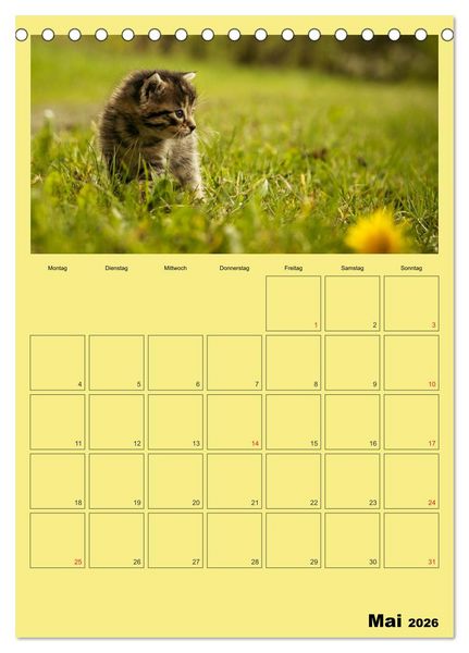 Produktbild: Mit Katzen durchs Jahr / Planer (Tischkalender 2026 DIN A5 hoch), CALVENDO Monatskalender