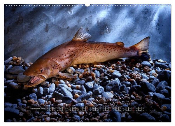 Produktbild: UNSER FISCH. S&Uuml;&szlig;WASSER. (Wandkalender 2026 DIN A2 quer), CALVENDO Monatskalender