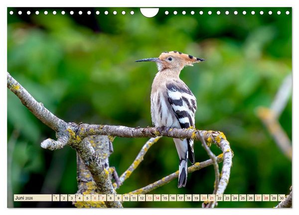 Produktbild: Unsere Vogelvielfalt: Ein Schatz zum Entdecken und Sch&uuml;tzen (Wandkalender 2026 DIN A4 quer), CALVENDO Monatskalender