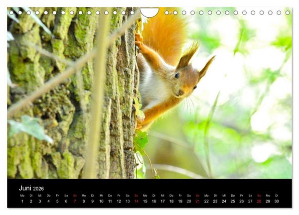 Produktbild: Mannheimer Waldpark (Wandkalender 2026 DIN A4 quer), CALVENDO Monatskalender