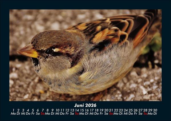Produktbild: Welt der V&ouml;gel 2026 Fotokalender DIN A5