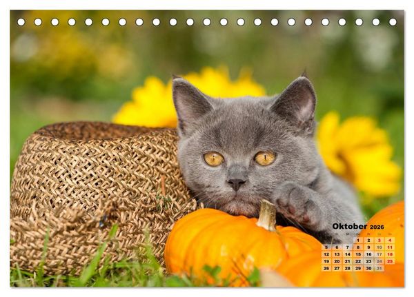 Produktbild: Katzen im Gr&uuml;nen (Tischkalender 2026 DIN A5 quer), CALVENDO Monatskalender