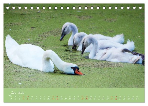 Produktbild: Schwanenfamilie, vom Ei bis zum Fliegen. (Tischkalender 2026 DIN A5 quer), CALVENDO Monatskalender