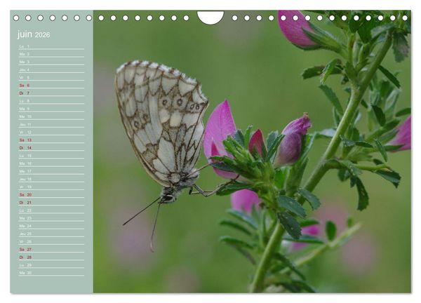 Produktbild: Merveilleux papillons (Calendrier mural 2026 DIN A4 vertical), CALVENDO calendrier mensuel