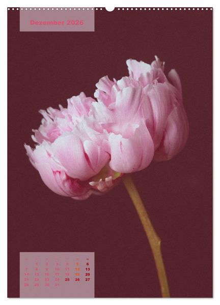 Produktbild: Die K&ouml;nigin der Rosen (hochwertiger Premium Wandkalender 2026 DIN A2 hoch), Kunstdruck in Hochglanz