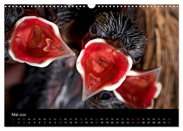 Produktbild: Philippinen - Natur und Fiesta (Wandkalender 2026 DIN A3 quer), CALVENDO Monatskalender