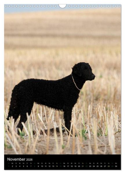 Produktbild: Curly Coated Retriever 2026 (Wandkalender 2026 DIN A3 hoch), CALVENDO Monatskalender