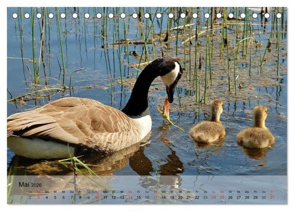 Produktbild: G&auml;nse und Enten. Schnattern, watscheln, quaken! (Tischkalender 2026 DIN A5 quer), CALVENDO Monatskalender
