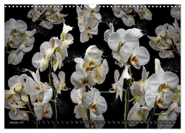 Produktbild: Orchidea (Wandkalender 2027 DIN A3 quer), CALVENDO Monatskalender