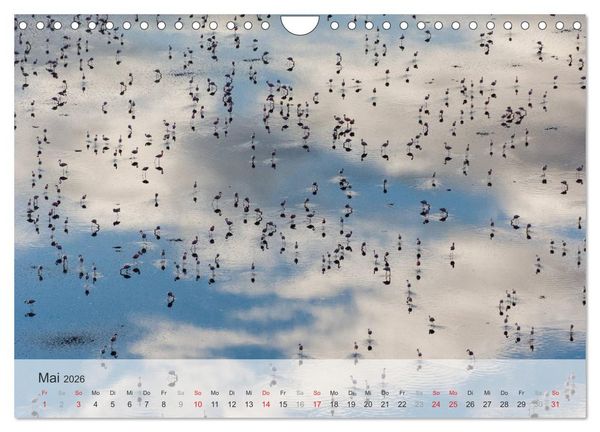 Produktbild: Flamingo Impressionen 2026 (Wandkalender 2026 DIN A4 quer), CALVENDO Monatskalender