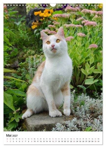 Produktbild: COUNTRY CATS (Wandkalender 2027 DIN A3 hoch), CALVENDO Monatskalender