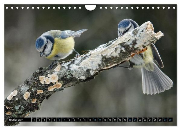 Produktbild: Mes anges bleus en &Icirc;le-de-France (Calendrier mural 2027 DIN A4 vertical), CALVENDO calendrier mensuel