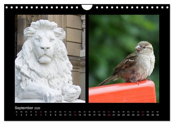 Produktbild: Ulmer Spatzen (Wandkalender 2026 DIN A4 quer), CALVENDO Monatskalender