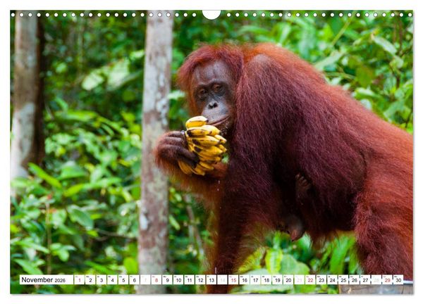 Produktbild: Orang Utans von Borneo Tierkalender 2026 (Wandkalender 2026 DIN A3 quer), CALVENDO Monatskalender