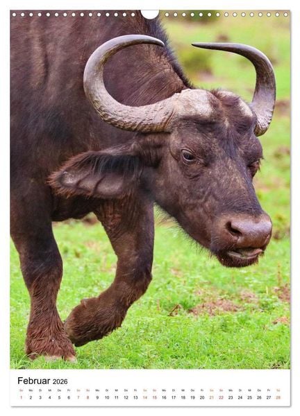 Produktbild: S&Uuml;DAFRIKA Wild-Tiere im Addo Elephant Park (Wandkalender 2026 DIN A3 hoch), CALVENDO Monatskalender