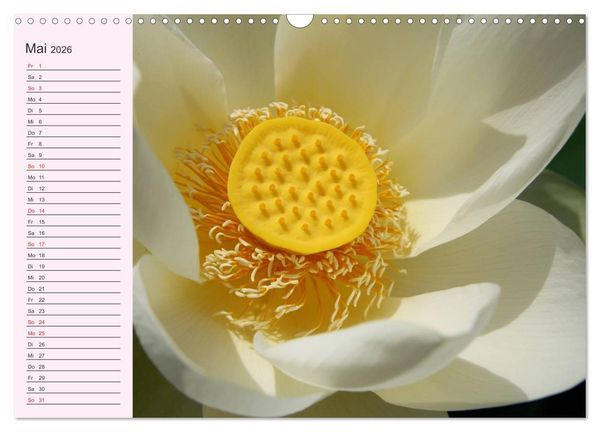 Produktbild: Lotos. Symbol f&uuml;r Reinheit und Kraft (Wandkalender 2026 DIN A3 quer), CALVENDO Monatskalender