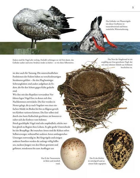 Produktbild: V&ouml;gel lebensgro&szlig;