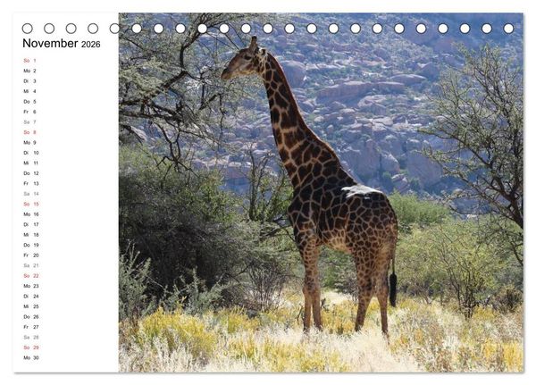 Produktbild: Namibia - Tierische Vielfalt (Planer) (Tischkalender 2026 DIN A5 quer), CALVENDO Monatskalender