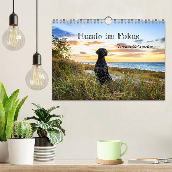 Produktbild: Hunde im Fokus (Wandkalender 2026 DIN A4 quer), CALVENDO Monatskalender