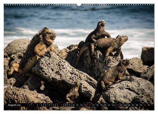 Produktbild: Leguane auf Galapagos (hochwertiger Premium Wandkalender 2026 DIN A2 quer), Kunstdruck in Hochglanz