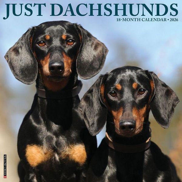Produktbild: Dachshunds 2026 Wall Calendar
