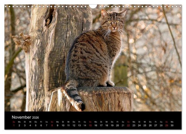Produktbild: Freig&auml;nger - Hauskatzen unterwegs (Wandkalender 2026 DIN A3 quer), CALVENDO Monatskalender