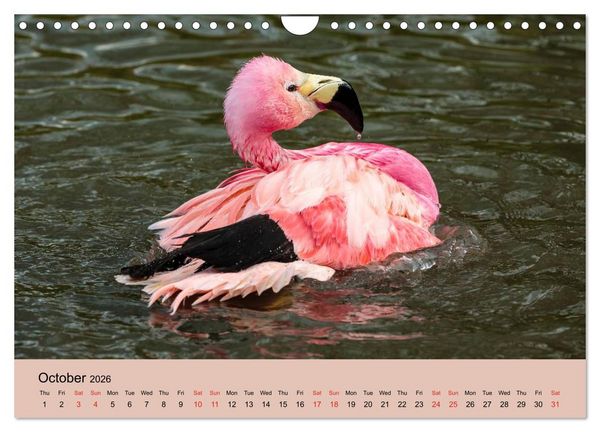 Produktbild: Just Flamingos (Wall Calendar 2026 DIN A4 landscape), CALVENDO 12 Month Wall Calendar