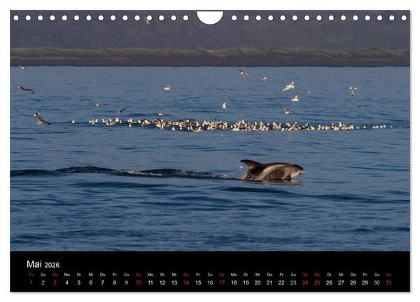 Produktbild: Wale (Wandkalender 2026 DIN A4 quer), CALVENDO Monatskalender