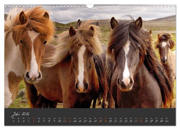 Produktbild: Islandpferde im Isi-Land (Wandkalender 2026 DIN A3 quer), CALVENDO Monatskalender