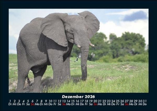 Produktbild: Tiere in der Wildnis 2026 Fotokalender DIN A5