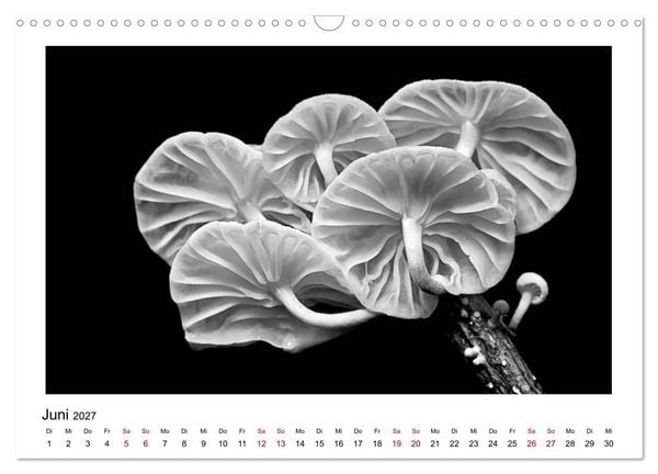 Produktbild: Die grafische Sch&ouml;nheit der Pflanzen &ndash; Schwarz-Wei&szlig; (Wandkalender 2027 DIN A3 quer), CALVENDO Monatskalender
