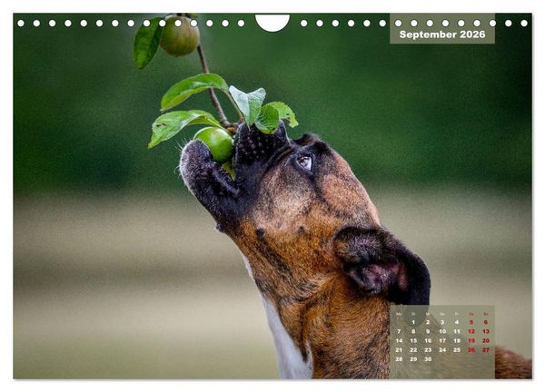 Produktbild: Boxer Frech und fr&ouml;hlich durch das Jahr (Wandkalender 2026 DIN A4 quer), CALVENDO Monatskalender