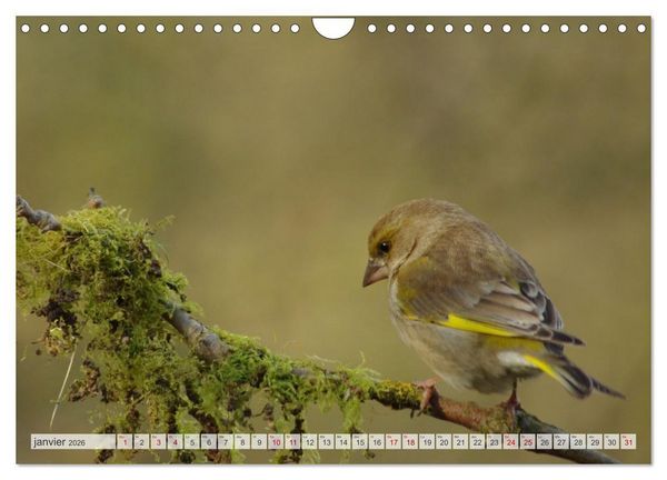 Produktbild: Oiseaux libres et sauvages (Calendrier mural 2026 DIN A4 vertical), CALVENDO calendrier mensuel